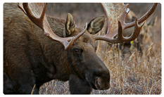 DNSEMP-C-314 Gone Hunting (Moose)